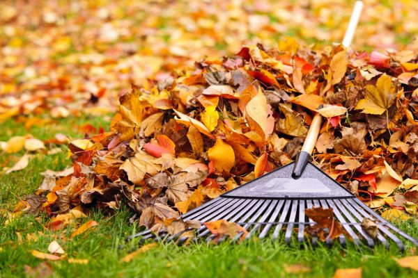 Cost of Leaves Removal in North Fort Myers