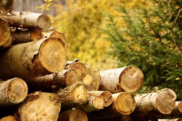Cost of Wood Pile Removal in North Fort Myers