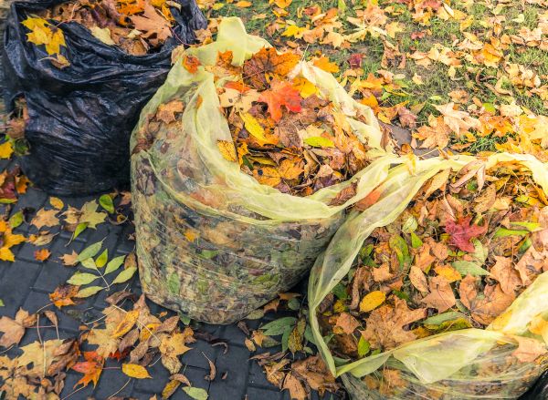 Cost of Yard Cleanup Service in North Fort Myers