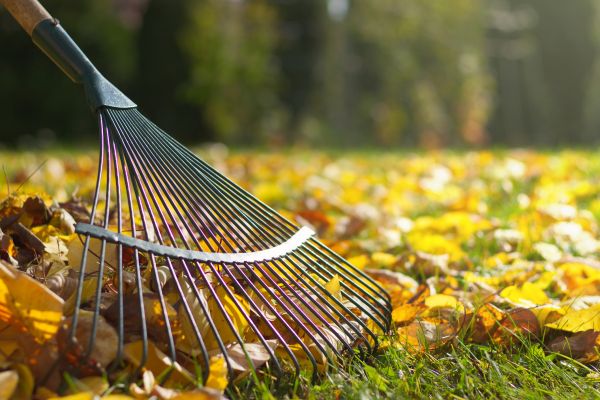Cost of Leaf Raking Service in North Fort Myers