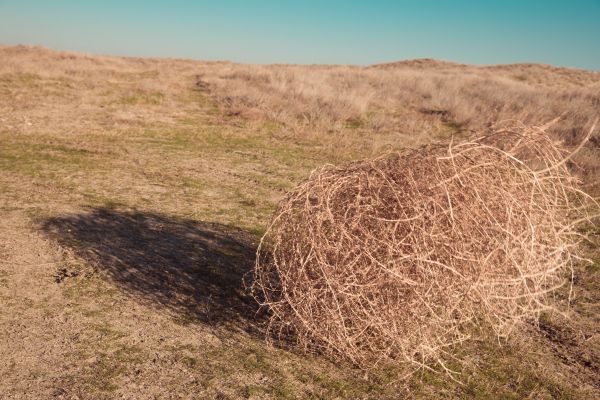 Cost of Tumbleweed Removal in North Fort Myers