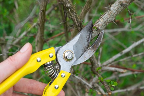 Cost of Limbs Removal in North Fort Myers