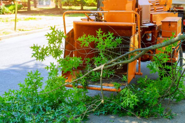 Cost of Tree Branches Removal in North Fort Myers