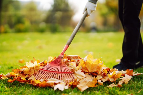 Cost of Ditch Leaf Removal in North Fort Myers