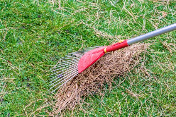 Cost of Yard Raking in North Fort Myers
