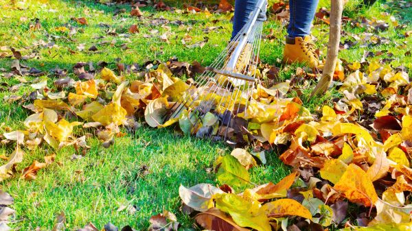 Cost of Lawn Cleanup Service in North Fort Myers