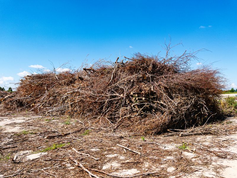 Tree Debris Removal detail